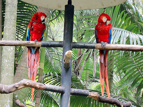 Two scarlet macaws
