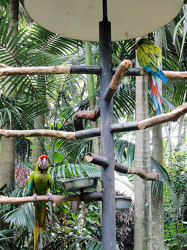 Great green macaws