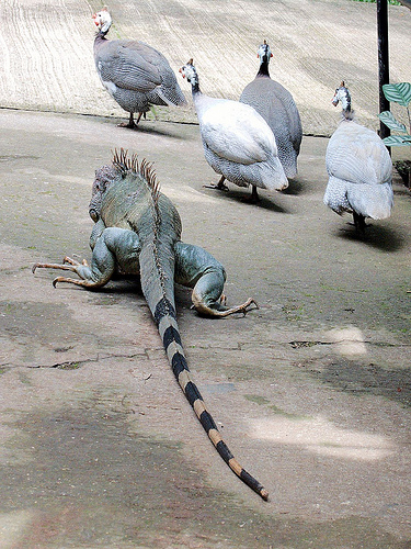 Lizard chases birds