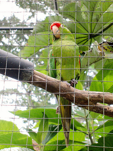 Native parakeet